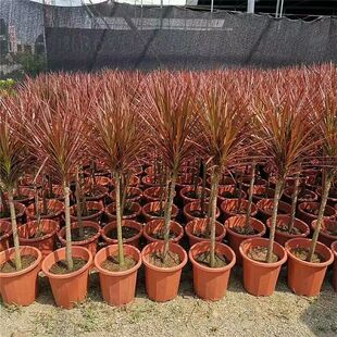 Colorful Iron Thousand-Year-Old Wood Green Plant Potted Hydroponic Plant Indoor Horsetail Iron Courtyard Drought-Resistant Bonsai Florals and Succulents