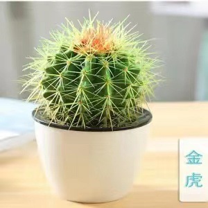 Plantas suculentas cactus plantas en maceta cactus de oficina planta en maceta cactus plantas en maceta flores en maceta