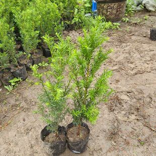 �|���ͺ��t��ɼ���������҃ȾGֲ������������辰ͥԺֲ�����F��