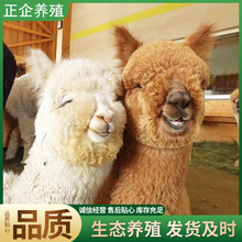 中國羊駝養殖基地 華卡約羊駝飼養示范班基地 哪里出售羊駝
