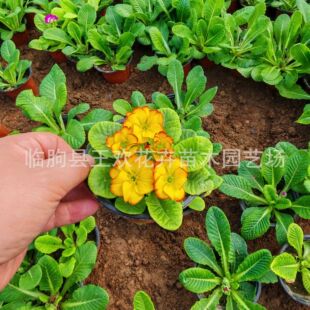 ��ɫõ��󴺻����Ԏ�����ӭ�������ͺ�ͥԺ���ܻ����L�G����