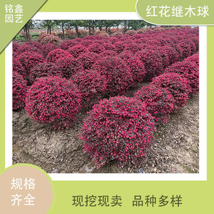 �t����ľ�� ����ֱ�N ��������ľ ����ă� �t���^ľ��