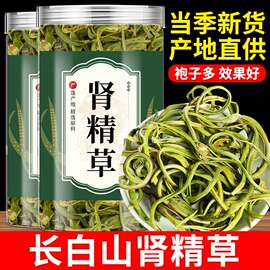 厂价直销长白山野生肾精草正黄金草嗷嗷叫化石草强经茶叶泡水喝男