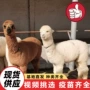 互动动物园活体观赏羊驼