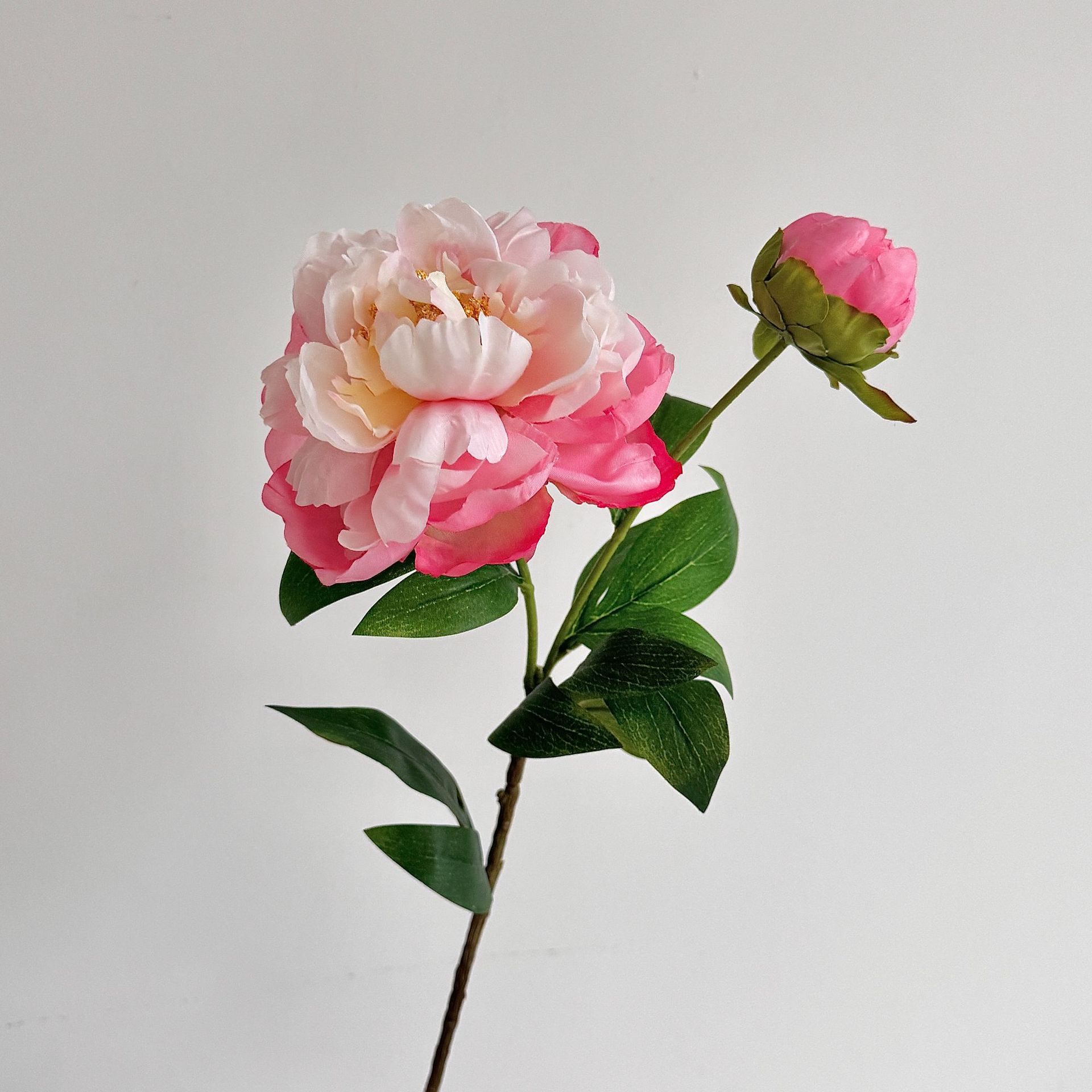 산호 핑크