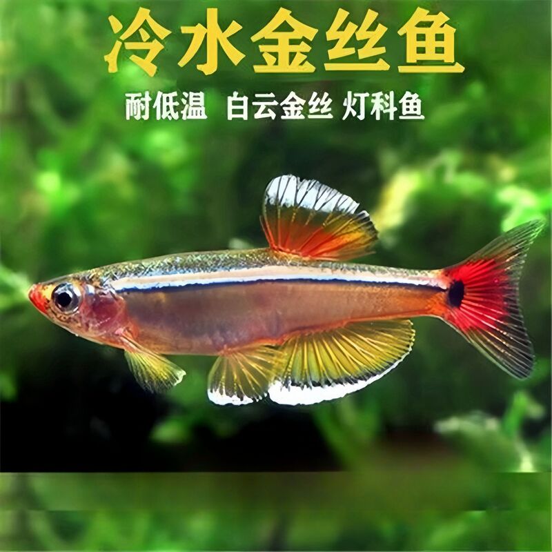 Big Sail Beauty Gold Thread Longtail White Cloud Gold Thread Fish, Cold-Water Native Fish, Freshwater Low-Temperature Ornamental Fish, Easy to Care for and Hardy