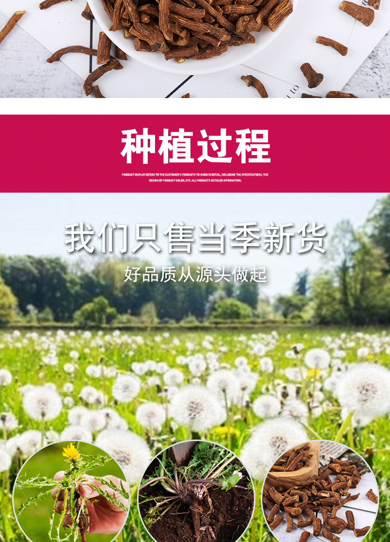 Dandelion Root Tea (Taraxacum officinale) — Dried Pú Gōng Yīng Root, Loose Herbal Tea in use
