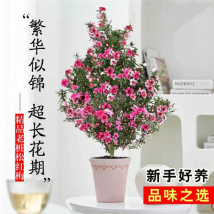 松紅梅圖片- 海量高清松紅梅圖片大全- 阿里巴巴