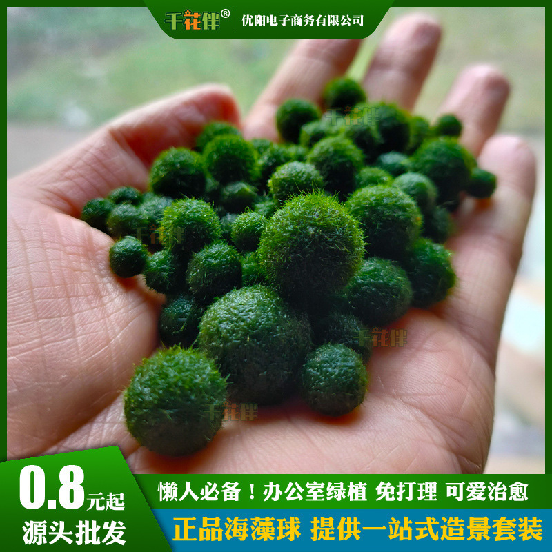 【Normal Delivery】Seaweed Ball Marimo Ecological Bottle Desktop Fish Tank Hydroponic Plants Aquatic Plants Landscaping Micro Landscape