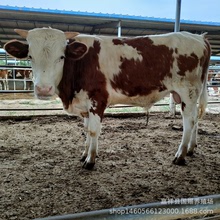 肉牛苗 鲁西黄牛价格西门塔尔牛活体肉牛犊怀孕母牛养殖场