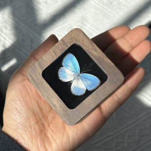 Real Butterfly Specimen Handmade Niche Gift Walnut Small Square Box Ring Box Retro Birthday Gift Couple Gift