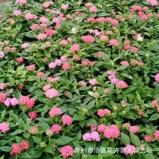Starry Flower Multi-Color Grass Flower Series Flower Sea Ground Cover Starry Flower Park Greening Project Flower Base Five-Star Flower