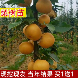 ������޽���������Sˮ���Ә��m���Ԯ���Y�������������
