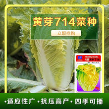 黄芽714白菜种子黄芽菜种籽黄心大白菜阳台庭院蔬菜种子四季播