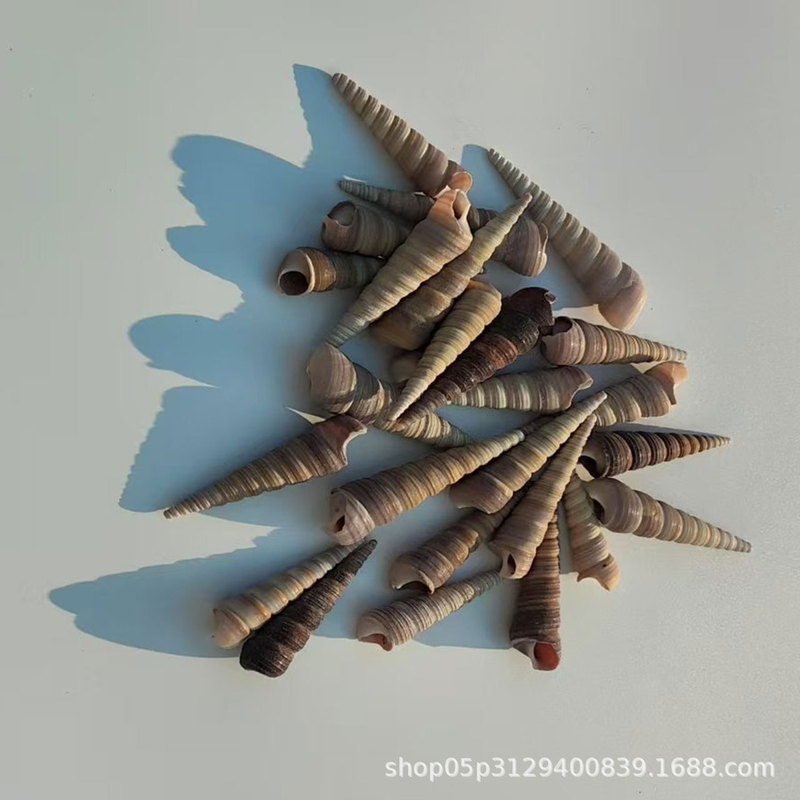 Natural Conch Shell Snail Cone Snail Shell Fish Tank Landscaping Decoration DIY Handmade Decoration Materials Wholesale