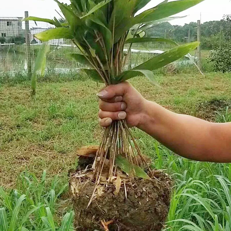 基地批发好成活箬竹苗 护坡绿化粽叶竹子苗 端午粽子叶大叶箬竹苗