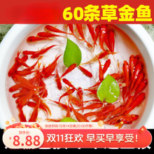 观赏鱼金鱼小型淡水耐活冷水好养活鱼体家养闯缸饲料鱼红鲫鱼苗