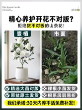 ɽ軨Ԏ|rļ҃Ȼ̨BGֲ