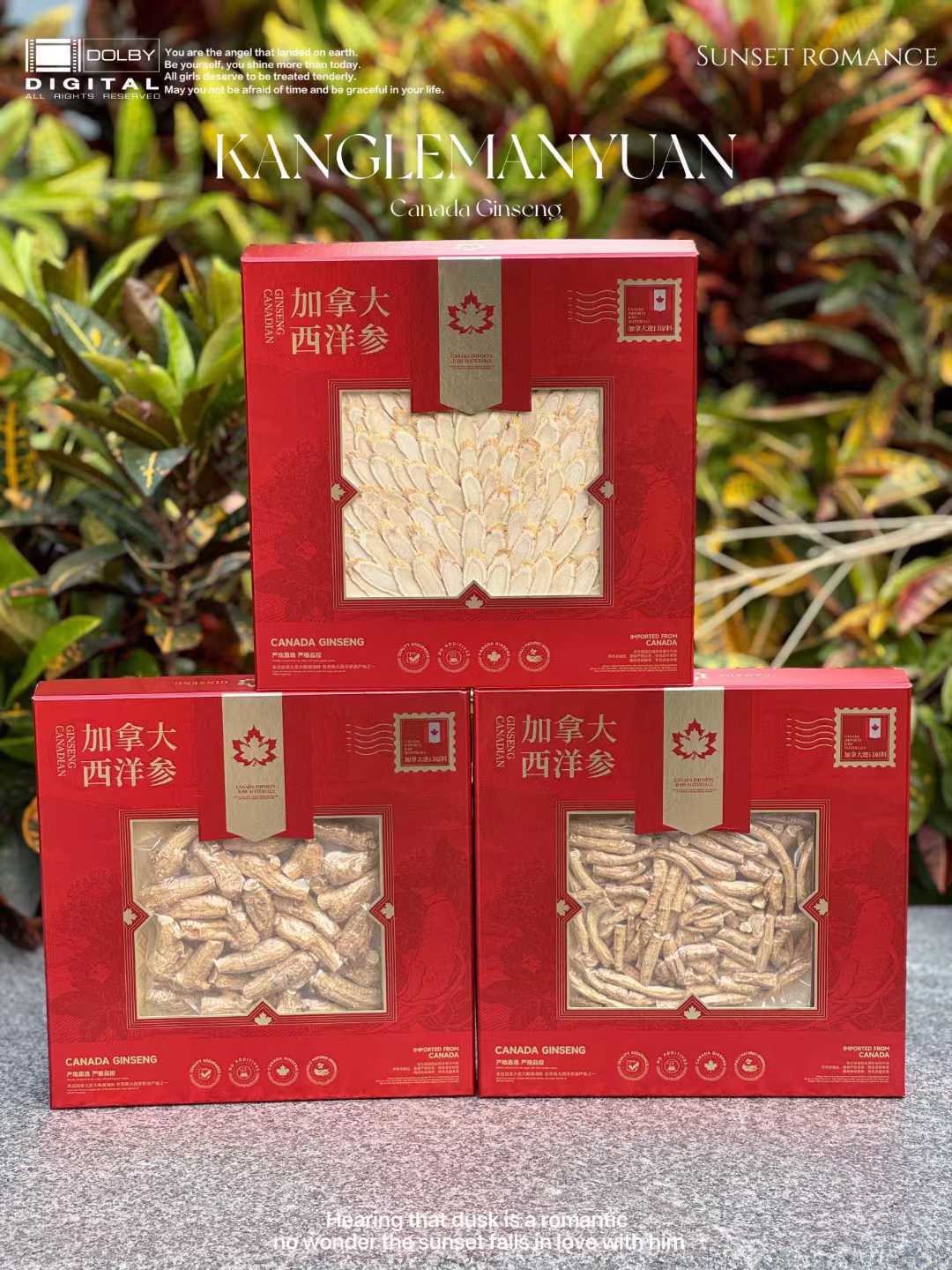 Canadian American Ginseng Slices Gift Box Large Slices 100g Dried Herbal Root for Soup and Tea specifications