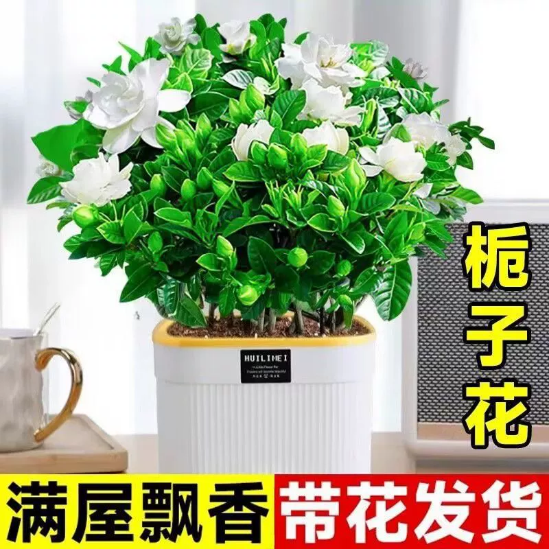 Гардения, горшечное растение потос, цветущее в любое время года, цветок жасмина, гидропоника, девятимильное ароматное зеленое растение, настольный компьютер для гостиной в помещении