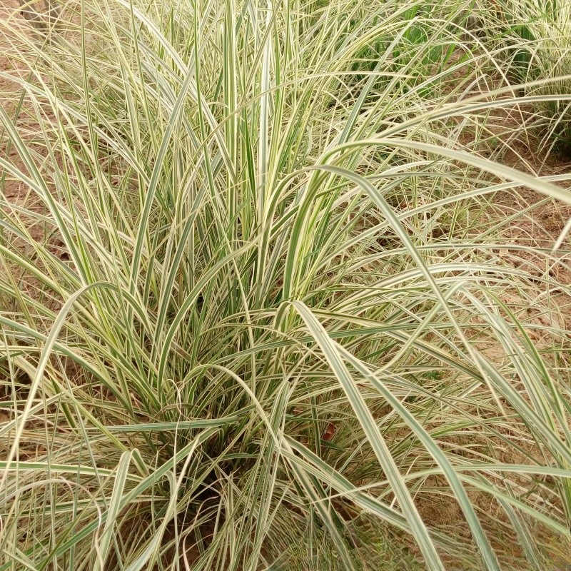 Посадка рассады и мозаика Амантус база Оптовая водной травы декоративные травы многолетних