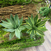 �¿�Ꭷ���ֲ��}�~���愦���~ֲ���Ď��X�J�CС�辰�b����l