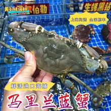 鲜活发货 进口海捕马里兰蓝蟹梭子蟹花蟹青蟹石蟹新鲜大螃蟹1斤价