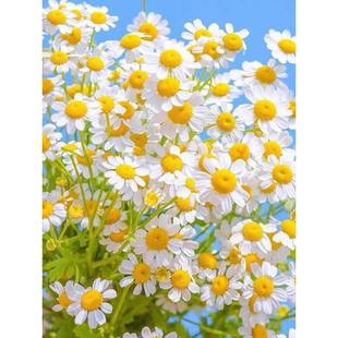 �����_�R��ʾշN���ļ����N�_���׻������ͥԺС�r�ջ��N����