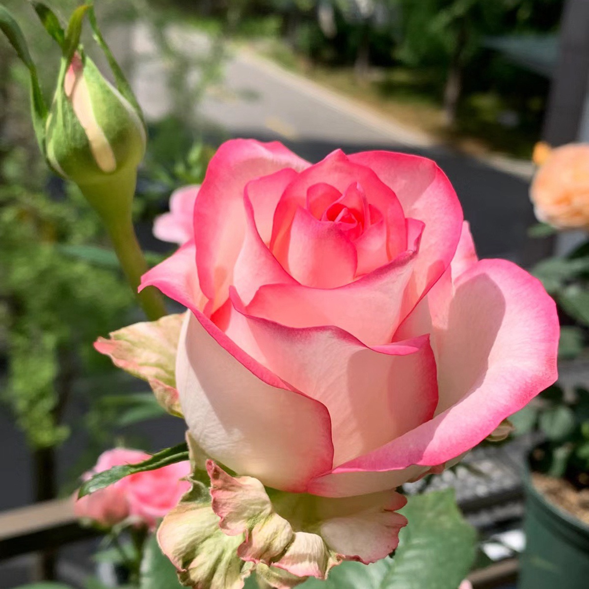 아이샤【대꽃 라이트 향】샤오미아오