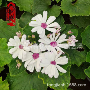 �����ͺ����Թ��~��  �r����ﶬ�bGֲ���~�ո��F���S�ϻ�