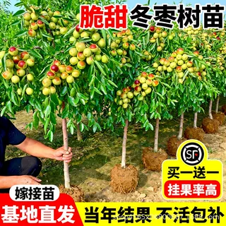 冬枣树苗矮化嫁接苗带土球耐寒南北方沾化冬枣三代树苗特大号枣树