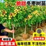 沾化耐寒三代矮化嫁接苗