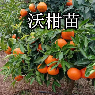 �ʵ۸��� ���ڵc�ʵ۸̘���ؕ�������������Ә���ɰ���٘���