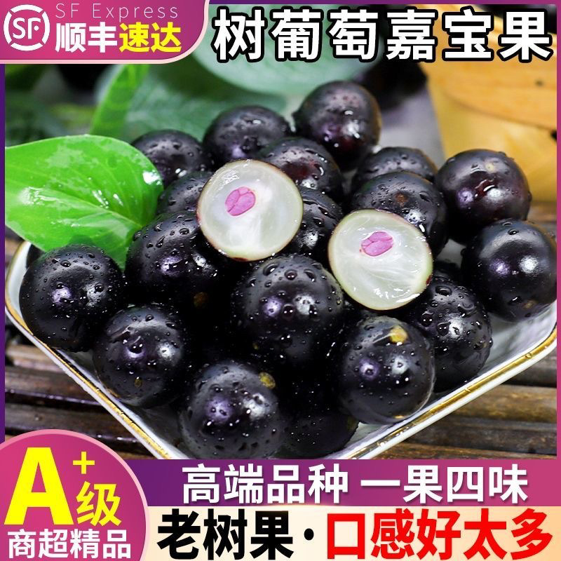 正宗沙巴嘉宝果新鲜水果树葡萄鲜果现摘现发大果整箱嘉宝果罕见