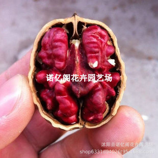��Ƥ�tȿ������޽��籡Ƥ�t�ʺ��Ҙ����ϱ����Nֲ�����箔��Y��