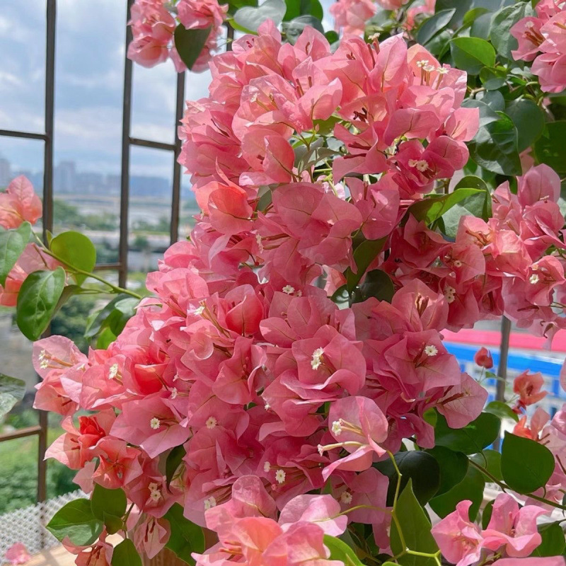 인터넷 연예인 핫아이템 (달콤하지 않은 수박)