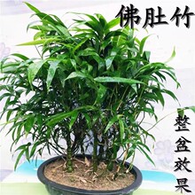 观赏竹子佛肚竹花苗罗汉竹室内外庭院绿植物盆栽花卉客厅四季常青