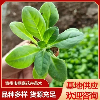地被草花矮牵牛盆栽花苗 公园道路绿化工程杯苗 矮牵牛穴盘苗基地