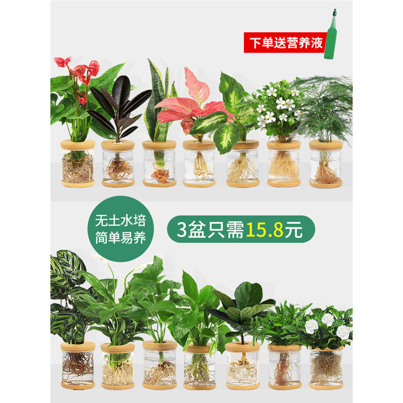 Hydroponic Plant Potted Green Radish Gardenia Office Flowers Small Green Plants Easy to Grow All Year Round Succulent Water Potted Plants Hydroponic Plant Potted Green Radish Gardenia Office Flowers Small Green Plants Easy to Grow All Year Round Succulent Water Potted Plants