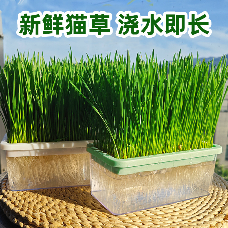 Original Soilless Hydroponic Cat Grass Cup Cat Snacks Wheat Seeds Lazy Self-Sowing Cat Hair Removal Ball to Aid Digestion