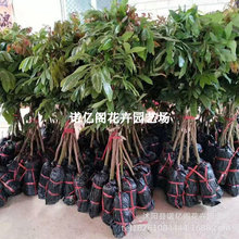 ���ۘ��m�޽�����ˮ�����烦�����Aʯ���Ϸ��ļ��Nֲ���Ԯ���Y��