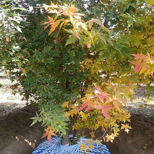 ��ľ�������l ����Ԫ���� ������Ǘ���� �G����ľ��ľ�L�����^