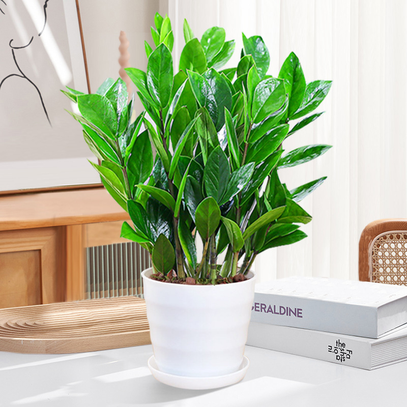 Uang Pohon 30-40cm (Basin Berulir) Pupuk Khusus