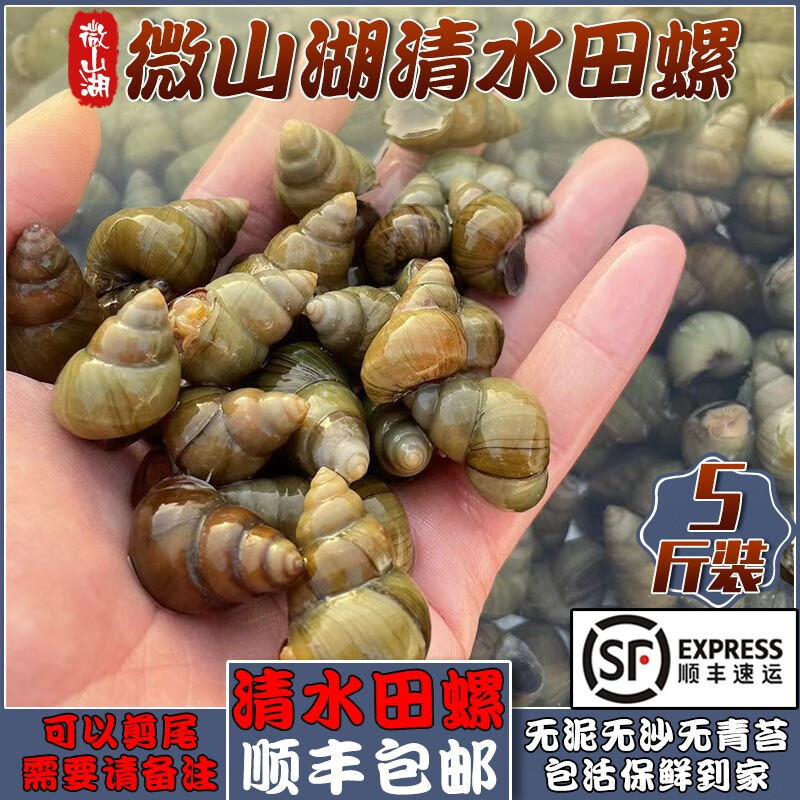 云映渔舟微山湖鲜活清水田螺新鲜螺蛳无泥无沙活体的大石螺可剪尾