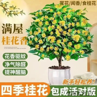 ļ𻨿ʳûMԹ𻨘;Gֲ҃ȻܺB