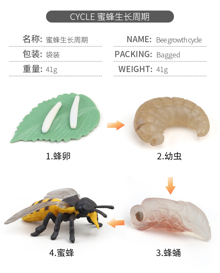 生长周期内页_18