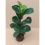空气盆栽植物客厅绿植