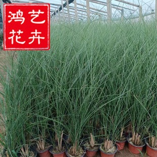 Base wholesale flower and leaf miscanthus engineering greening aquatic ground ornamental grass perennial fine leaf awns