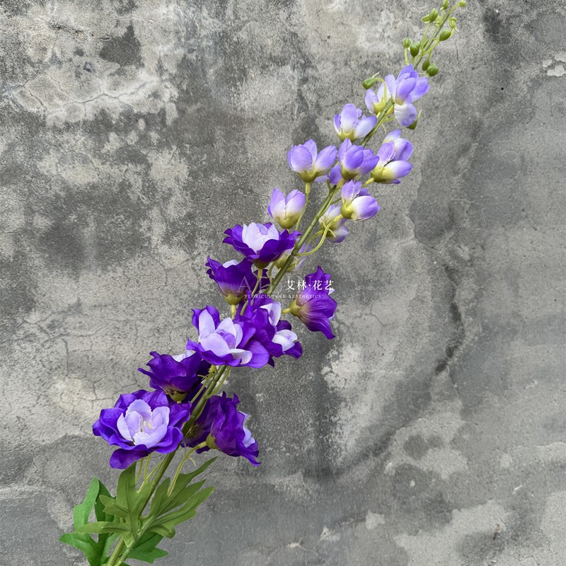 프랑스 비행 제비
