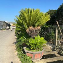 �F�����Ե����ؙ�ֲ���е��G�����������1-2��ͥԺ�쾰�е���